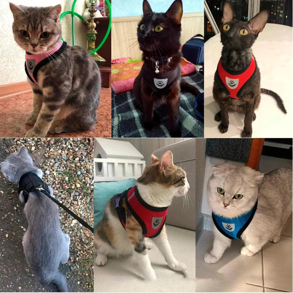 Coleira peitoral cão e gato